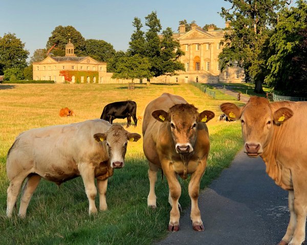 Cows on the driveway at Kirtlington Park 