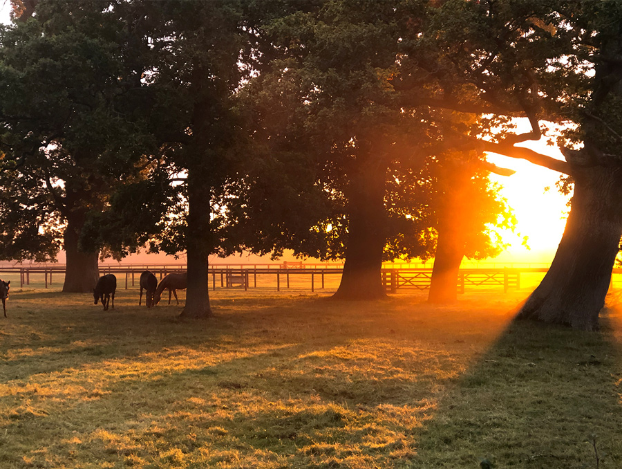 Horses and sunrise at Kirtlington Park 