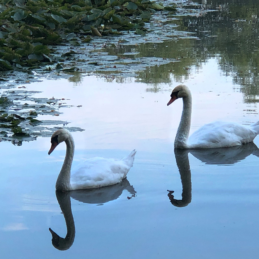 Swans on the lake at Kirtlington Park