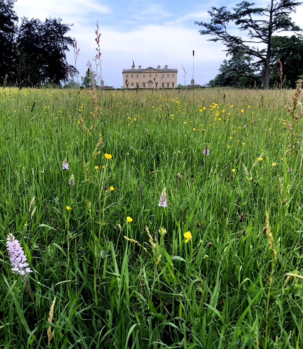 A wildflower meadow with an 18th Century Palladian house set in the background